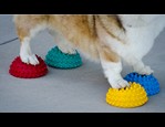 FitPaws Paw Pods vidéo_1