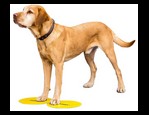 FitPaws Targets vidéo_1