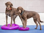 FitPaws Balance Disc vidéo_1