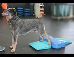 FitPaws The Ramp vidéo_1