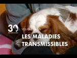 Les maladies transmissibles vidéo_1
