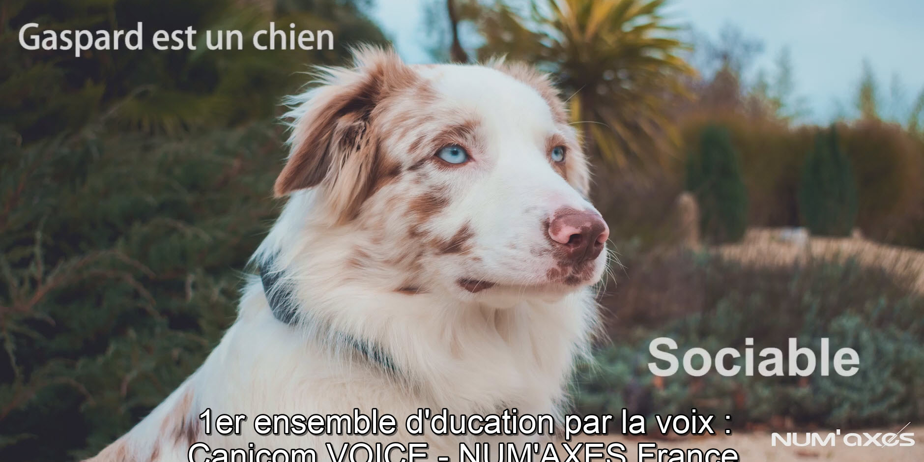 Collier Canicom Voice vidéo_1