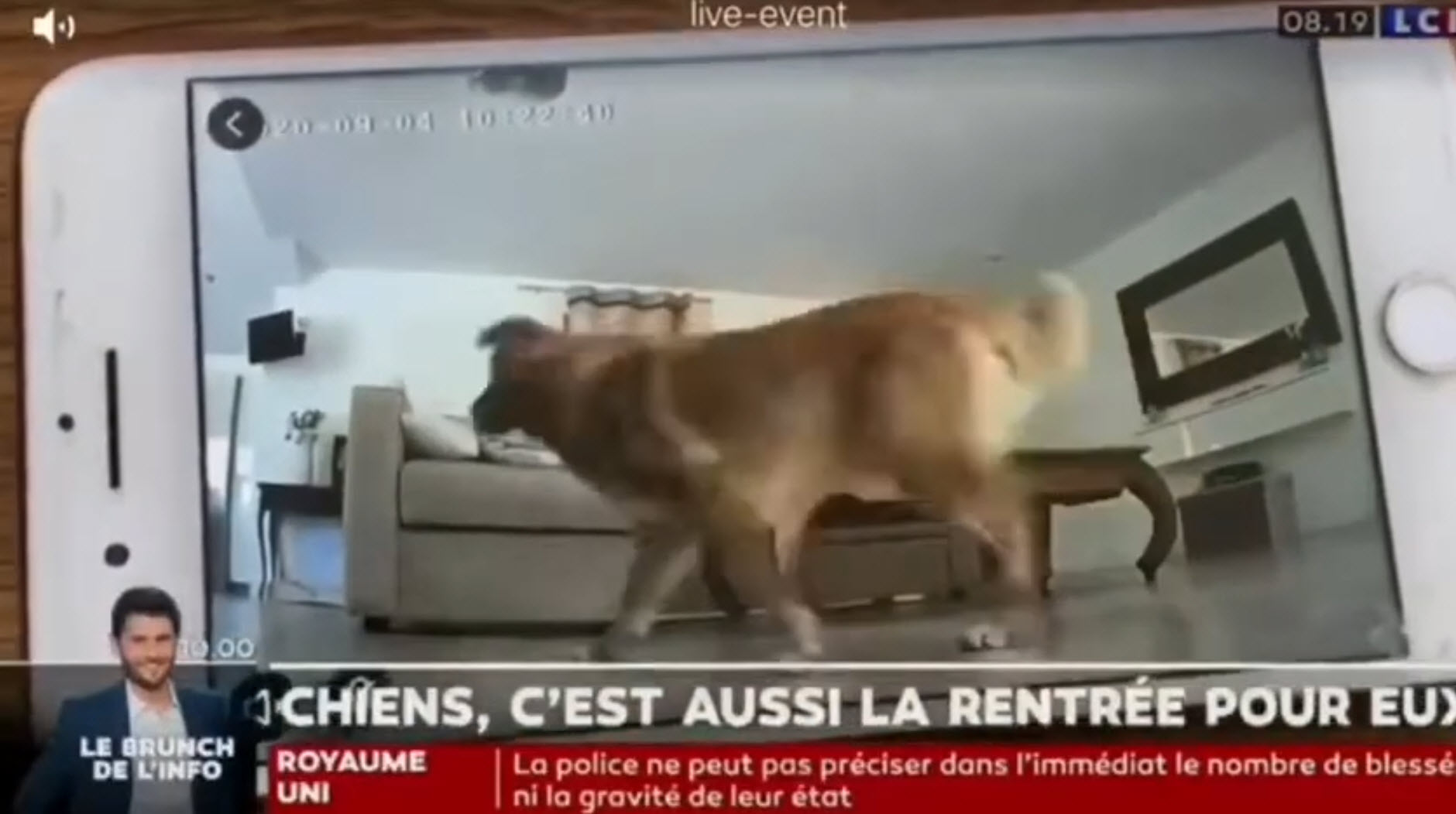 Caméra de surveillance Pet Vision Live HD vidéo_1