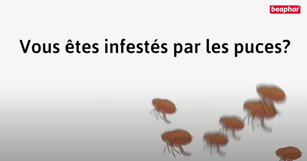 Déparasiter l'environnement de votre chien ou de votre chat sans insecticide ni pesticide vidéo_1