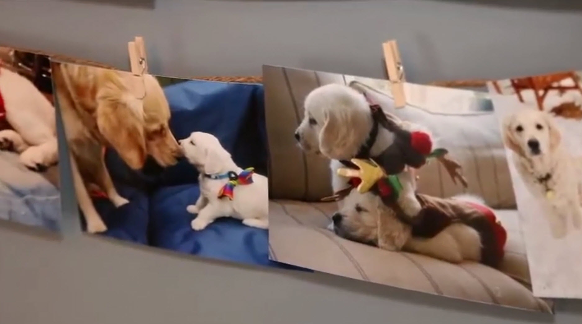 Lactol de Beaphar, lait maternisé haute qualité pour chiot et chaton vidéo_1