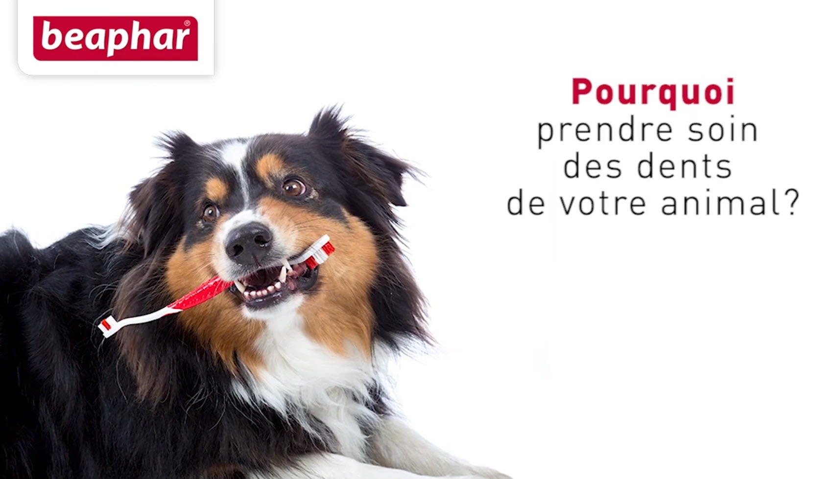 Comment brosser les dents de mon chien ou de mon chat ? vidéo_1
