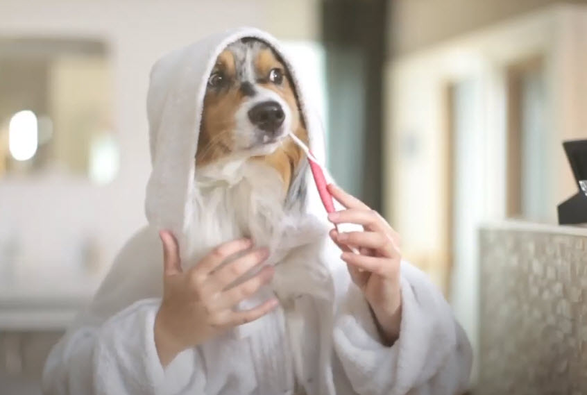 Prenez soin des dents de votre chien ou de votre chat vidéo_1