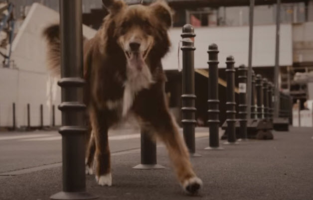 Comment protéger les Articulations de votre chien ? vidéo_1