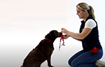 Collier education HALTI pour chien vidéo_1