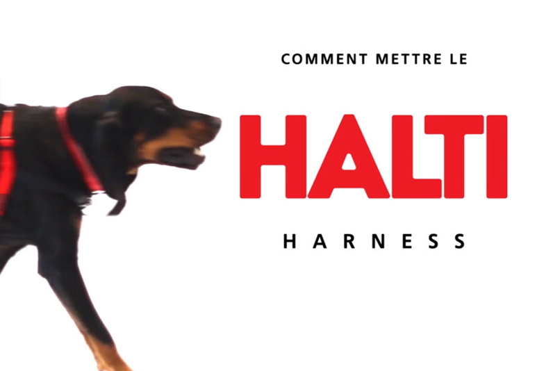 Harnais d’éducation Halti pour chien vidéo_1