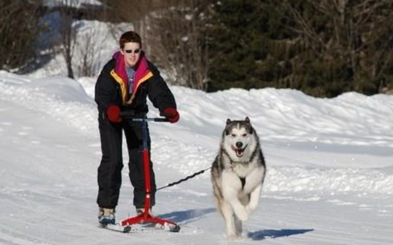 Luge patinette pour chien de traîneau vidéo_1