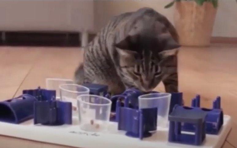Le jouet pour chat Payground vidéo_1
