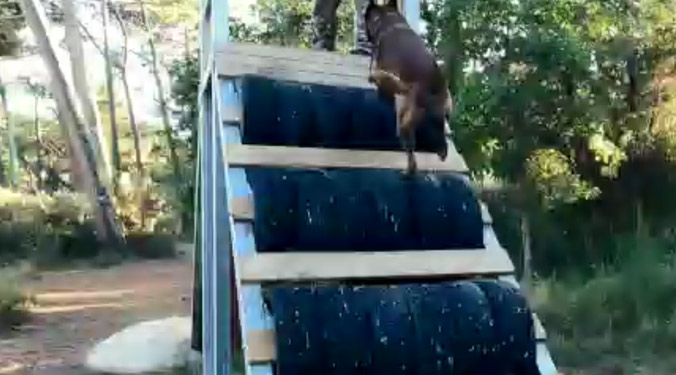 EQUIPEMENT DE TERRAIN - Obstacle k9 pour chien vidéo_1