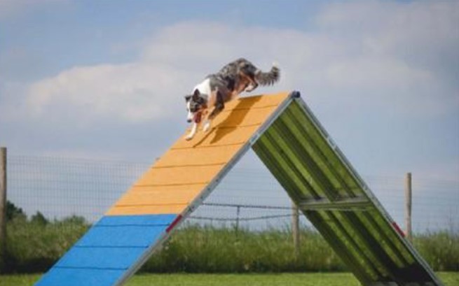 Parcours d'activité, caniparc, pour chien vidéo_1