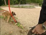 Canicom - Etapes d'utilisation d'un collier de dressage vidéo_1