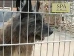 Refuge SPA de Moree vidéo_1