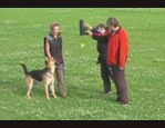 Distributeur de balle Dog Ball Kit - Sport Canin vidéo_1