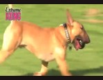Jouet Kong Extrem vidéo_1