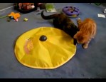 Undercover mouse - La souris cachée vidéo_1