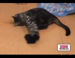 Jouet pour chat et chaton - Kong kickeroo vidéo_1