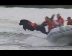 Chien de sauvetage Aquatique vidéo_1
