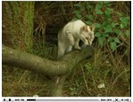 Light - Royal Canin vidéo_1