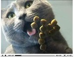 Oral Sensitive - Royal Canin vidéo_1