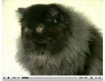 Hair & Skin - Royal Canin vidéo_1