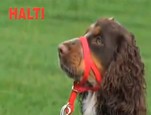 Collier d'éducation Halti vidéo_1
